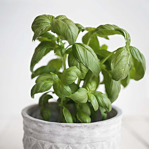 BASIL BUNCH