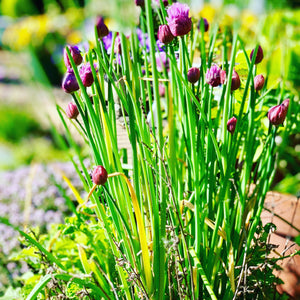 CHIVES BUNCH