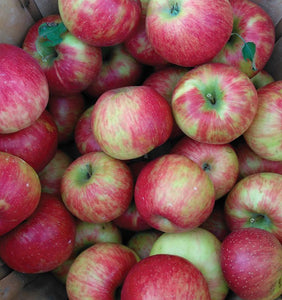 HONEYCRISP APPLE 2PC